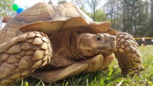 The African tortoise comes out of his shell.