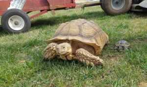 The African Tortoise, about 20 years old.